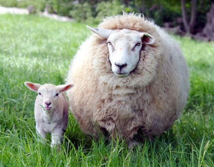 Купить подушки из овечьей шерсти в Иркутске